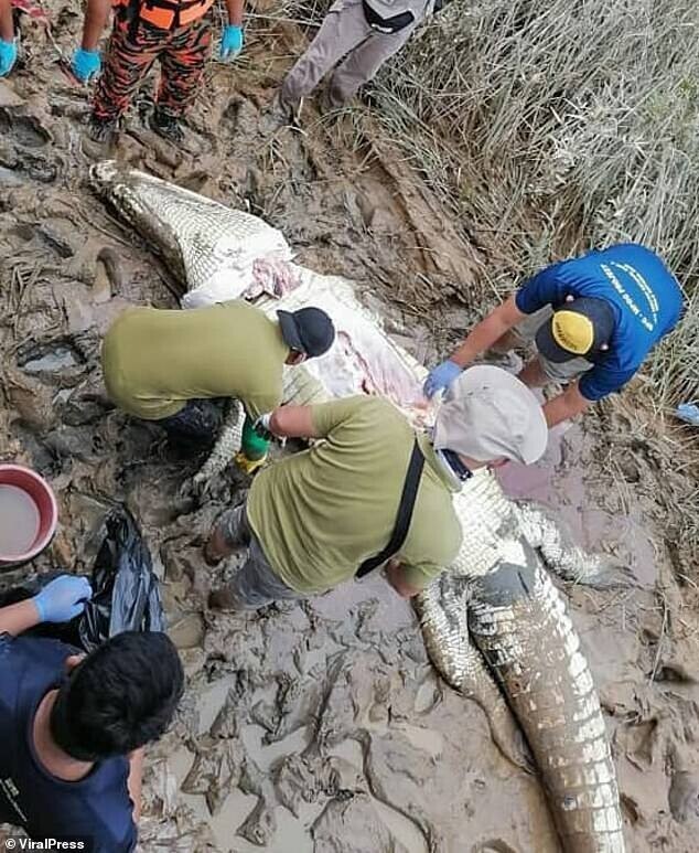 В Малайзии поймали крокодила-людоеда, который убил подростка