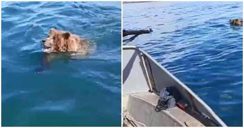 "Он слишком агрессивный": на Байкале мужчины в лодке в упор застрелили медведя