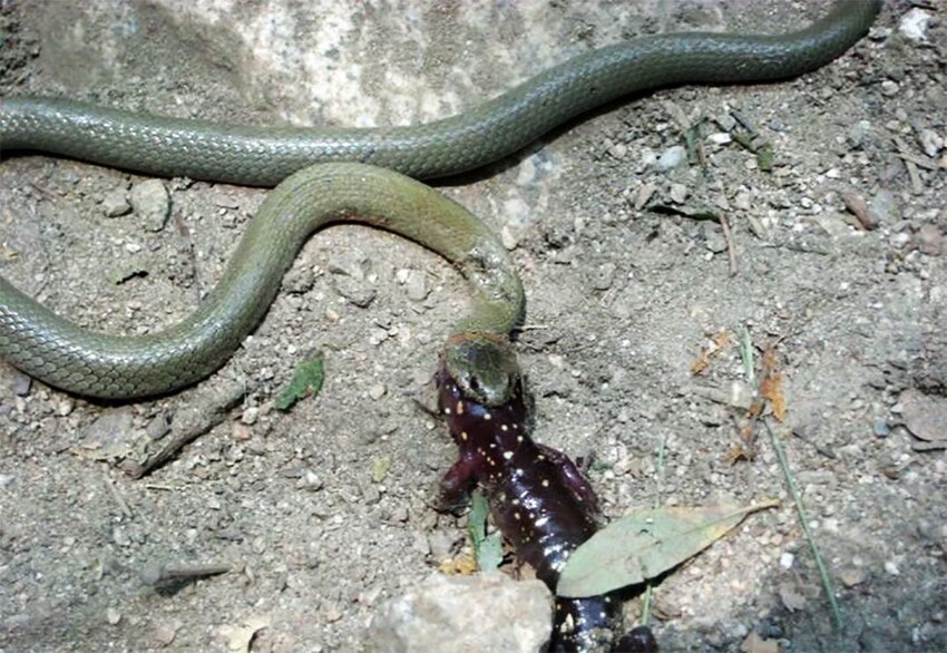 Шпильковая змея: Особо опасный «вампир». Рекорд размера клыков среди змей