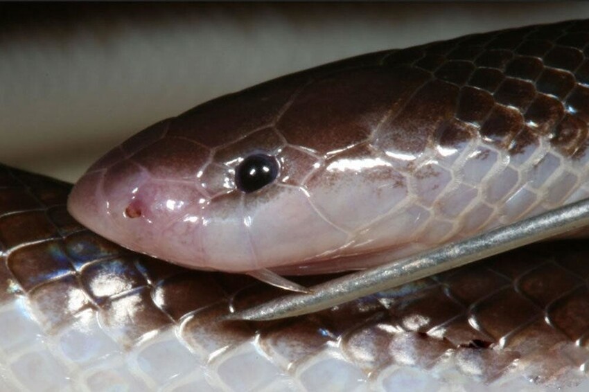 Шпильковая змея: Особо опасный «вампир». Рекорд размера клыков среди змей