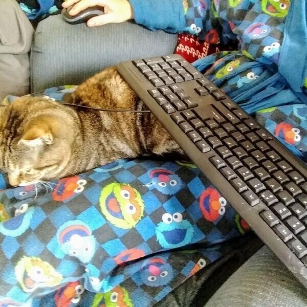 Кот поможет подержать клавиатуру пока вы работаете