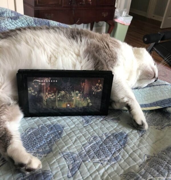 Кот — отличная подставка для телефона и планшета