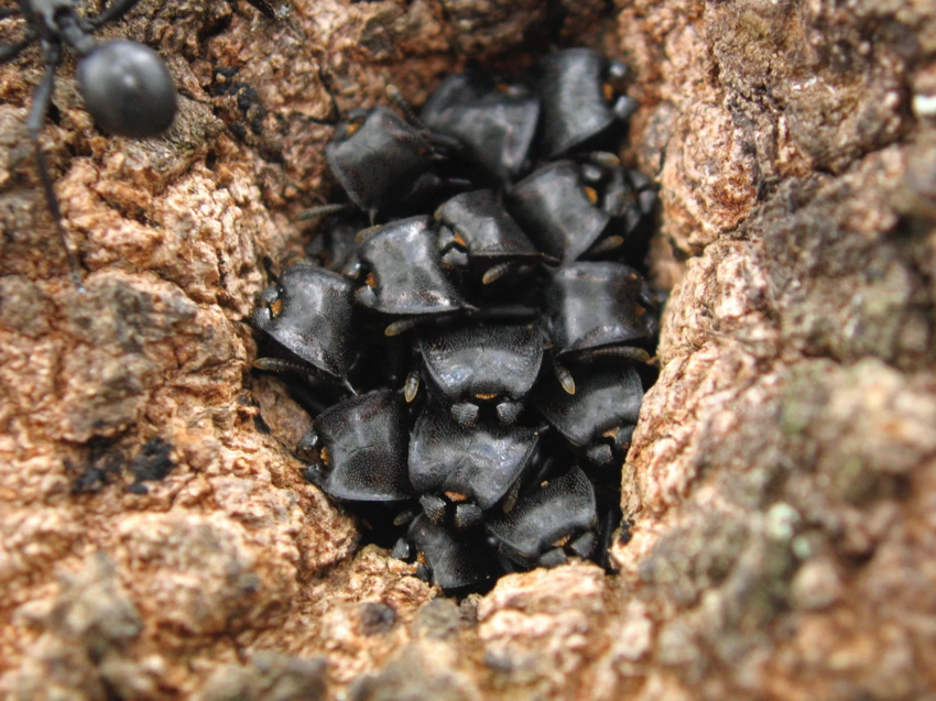 Черепаховые муравьи: В каждой бочке затычка. Рой, который танкует своими головами