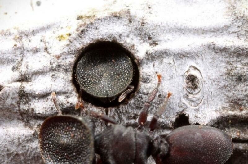 Черепаховые муравьи: В каждой бочке затычка. Рой, который танкует своими головами