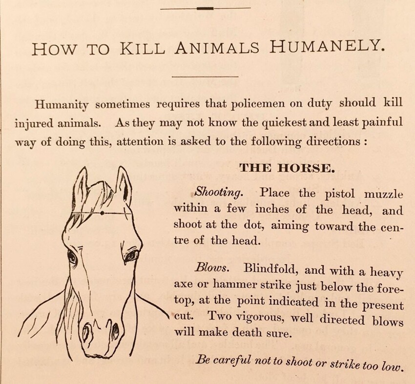 "Как убивать животных гуманно" (выстрел в упор в центр головы или сильный удар-два по тому же место топором или кувалдой)
