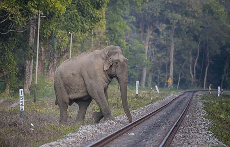 Слоны переходят железную дорогу за мгновение до того, как проехал поезд