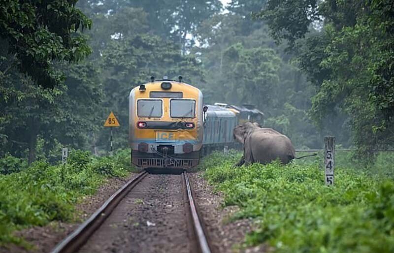 Слоны переходят железную дорогу за мгновение до того, как проехал поезд