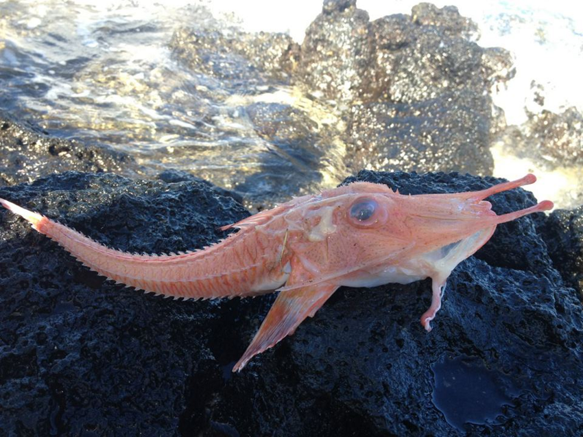 Бронированный морской петух: Ктулху фхтагн! Рыба из кошмара безумца