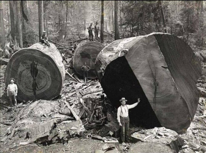 Американские лесорубы, конец XIX века.