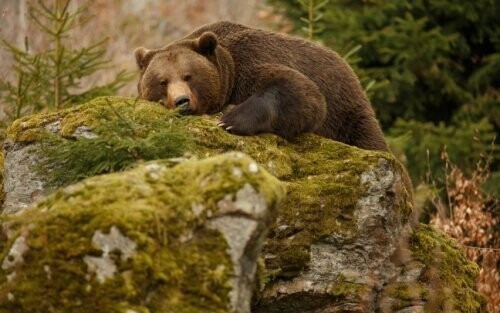 Штат Аляска, США: будить медведей противозаконно