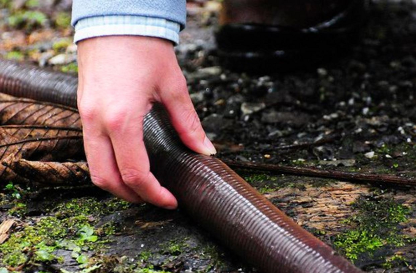 Гигантский австралийский червь: Почему в Австралии дождевые черви по 3 метра и жирные?