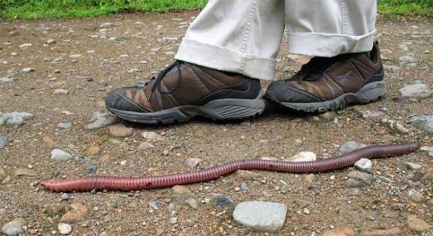 Гигантский австралийский червь: Почему в Австралии дождевые черви по 3 метра и жирные?