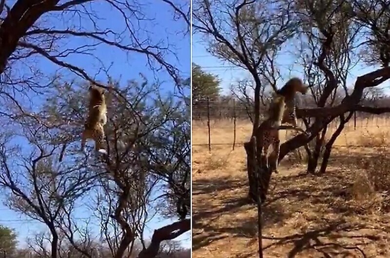 Леопард эффектно поймал птицу в прыжке
