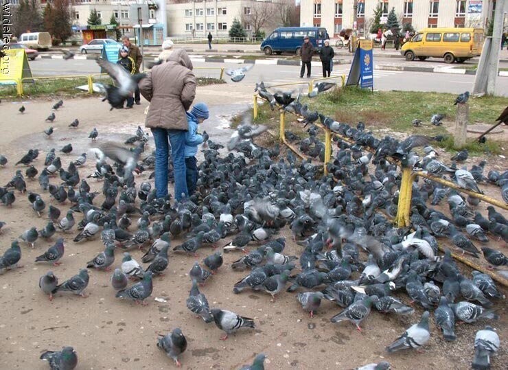 9. А в вашем городе есть места, которые оккупировали голуби?