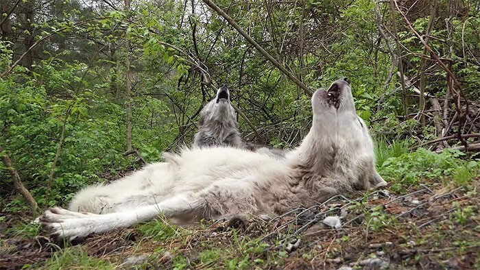 На камеру попали самые ленивые волки в мире