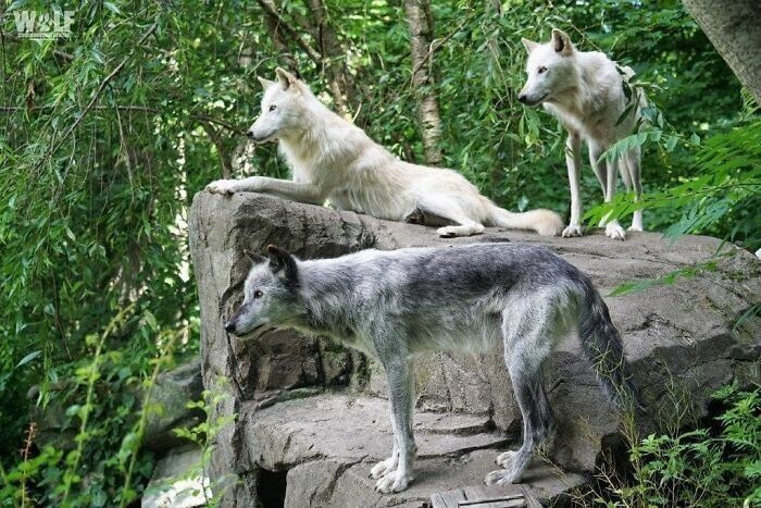 На камеру попали самые ленивые волки в мире