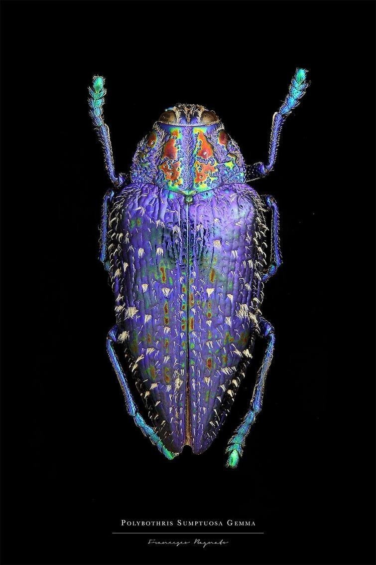 Невообразимая яркость: 25 жуков, которые поразят ваше воображение своими цветами