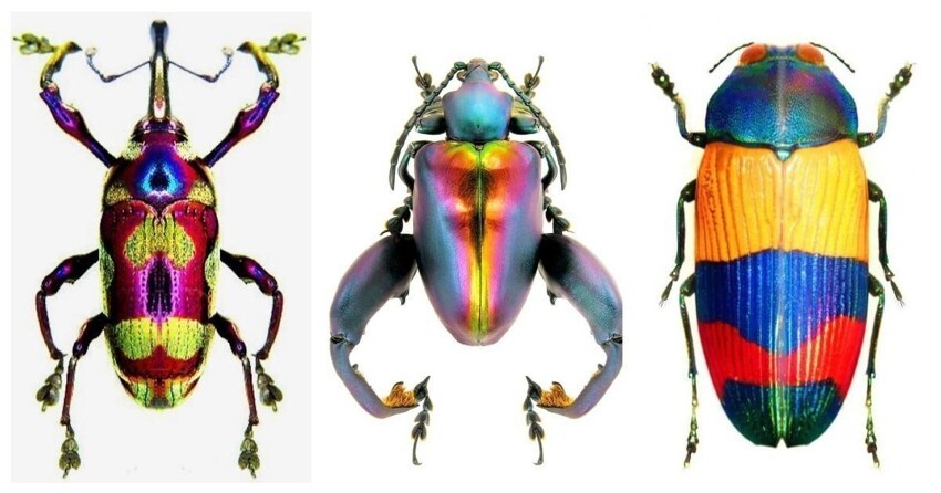 Невообразимая яркость: 25 жуков, которые поразят ваше воображение своими цветами