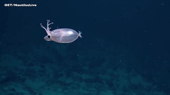 Ученые засняли в океане "кальмара-поросенка"