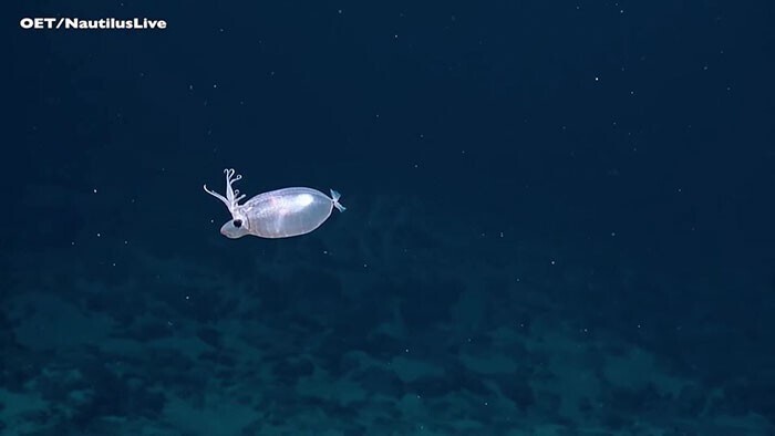 Ученые засняли в океане "кальмара-поросенка"