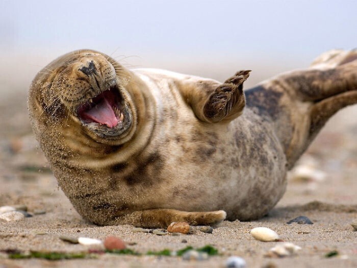 Смеющиеся тюлени - лекарство от любой хандры!