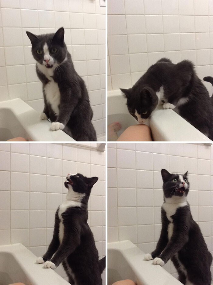 "Обычная реакция моего кота, когда я принимаю ванну"