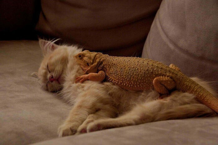 40 смешных фото, показывающих всю суть отношений кошек и ящериц