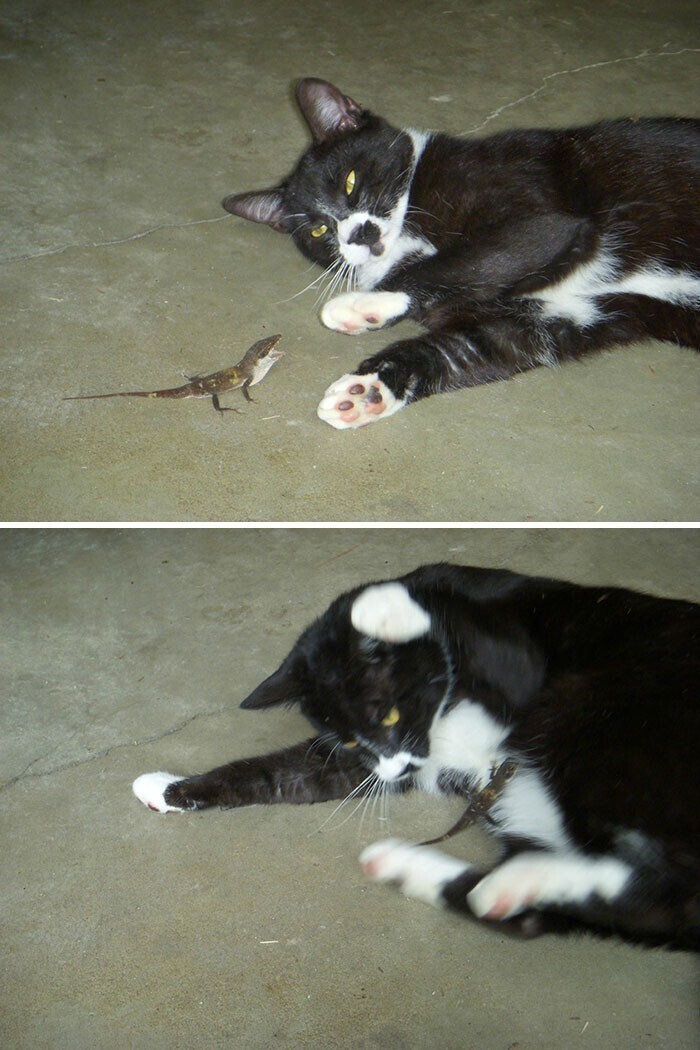 40 смешных фото, показывающих всю суть отношений кошек и ящериц