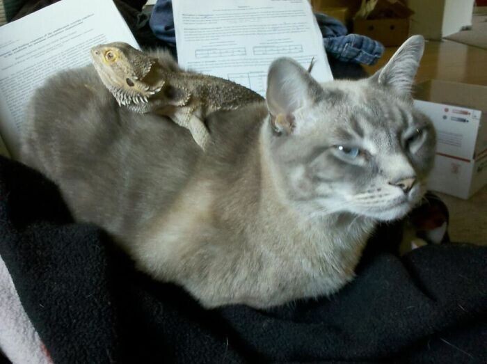 "Ящерицы любят теплые места. Кошки любят почесывания спинки. Два в одном!"