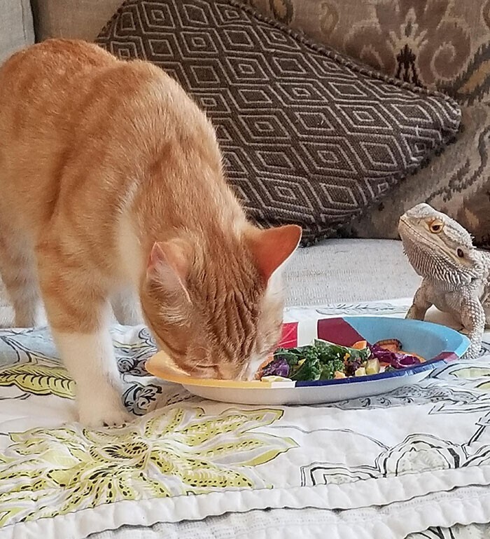 Они даже едят вместе!