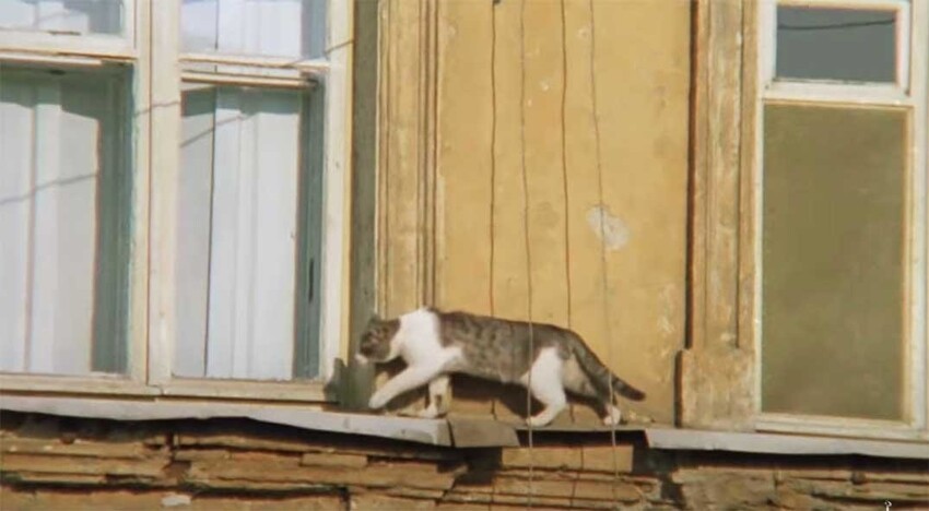 Тринадцать кошек Леонида Гайдая - мистических и бытовых