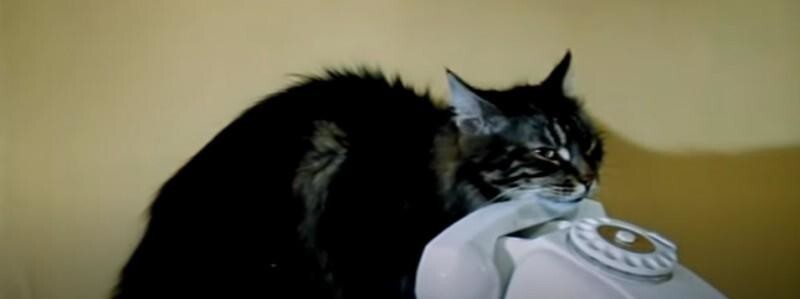 Тринадцать кошек Леонида Гайдая - мистических и бытовых