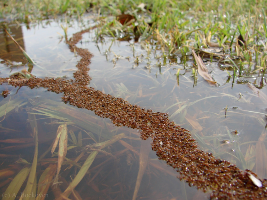 Механизмы выживания муравьёв: Корабль из живых тел во время потопа