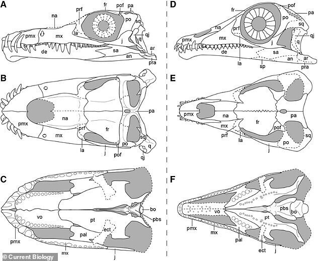 Ученые выяснили, зачем динозавру длинная шея