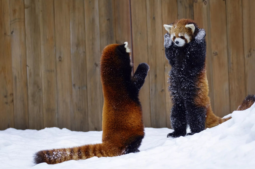 Красная панда: Настолько милые, что даже их поединки добрые и смешные