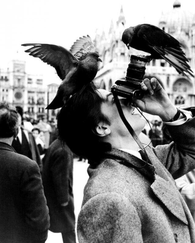Ален Делон и голуби с площади Святого Марка, Венеция, 1962 год.