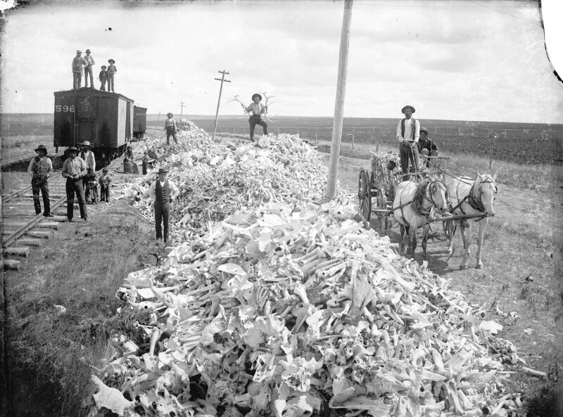 Кости уничтоженных бизонов, собранные в прерии для перевозки. США,⁣ 1890-е гг.