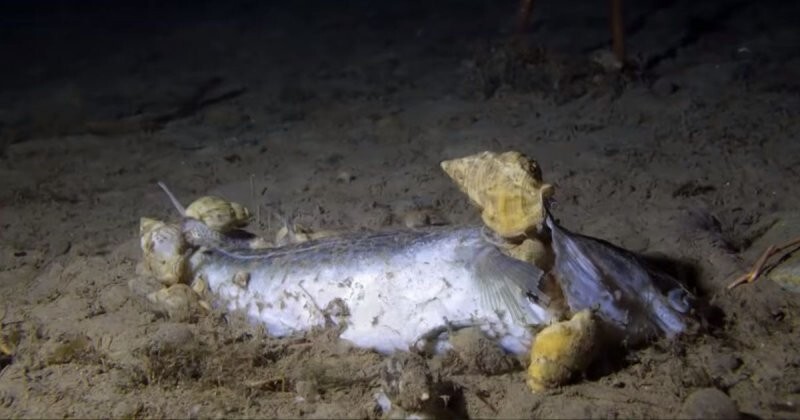 Что происходит с мертвой рыбой на дне океана?