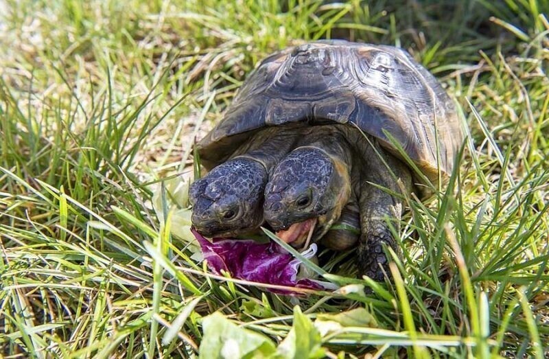 Двухглавая черепаха, которой скоро исполниться 23 года