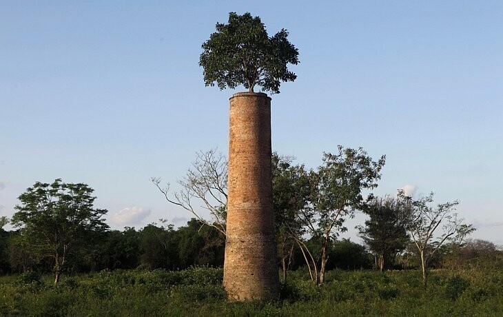 За многие годы, внутри трубы заброшенной фабрики в Парагвае выросло целое дерево. (Фото Jorge Saenz | AP):