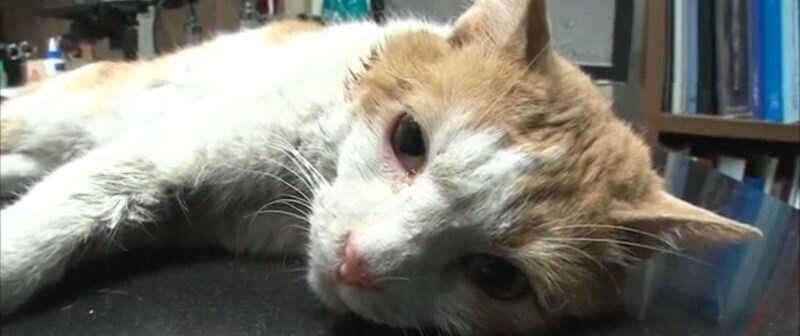 Кота, застрявшего в стене супермаркета, спасли через два года