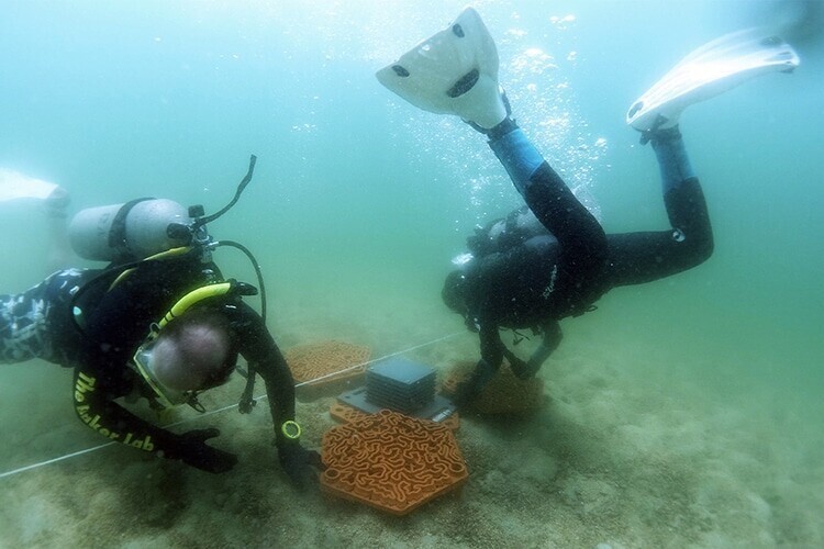 Ученые придумали, как стимулировать рост коралловых рифов