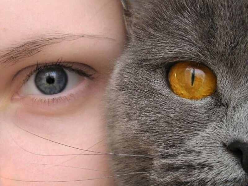 Кошачьи глаза у человека фото
