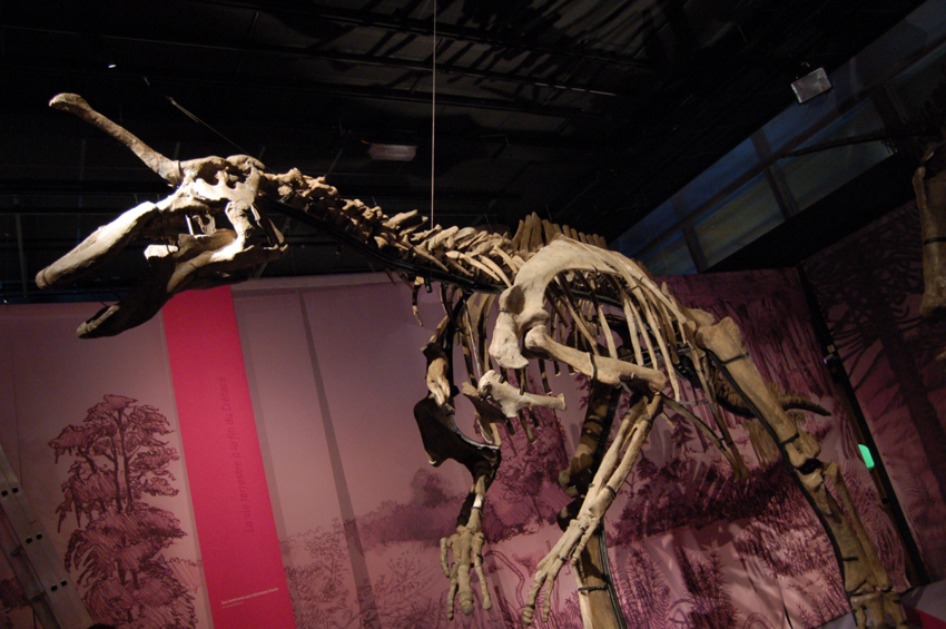 Цинтаозавр: Телепузик мелового периода. Динозавр со смешной антенной на голове. Зачем она?