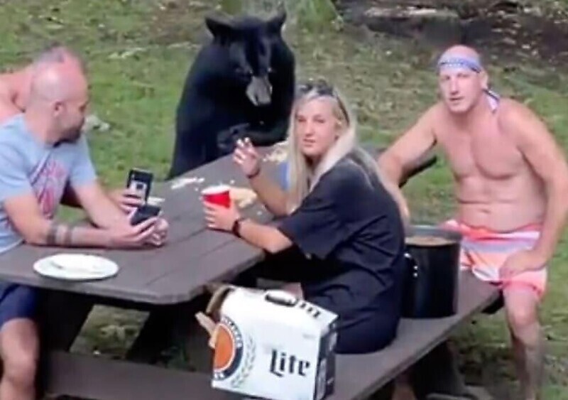 Наглость - второе счастье: медведь присоединился к пикнику туристов