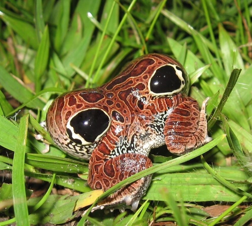Physalaemus nattereri  - четырехглазая лягушка