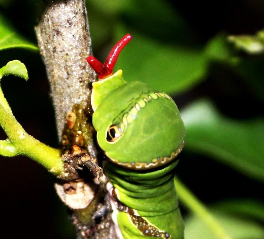 А эту гусеница бабочки Papilio memnon дошла не только до вида змеи, но и "отрастила" змеиный язык