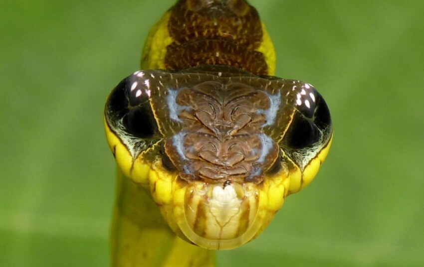 Это не змея, это гусеница бабочки  Hemeroplanes triptolemus и да, она имитирует змею