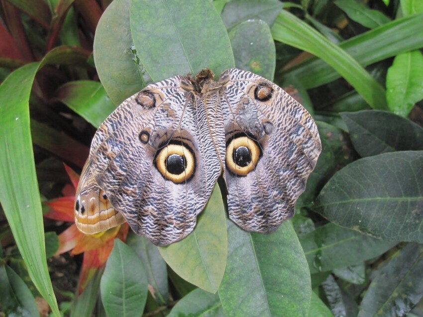 У многих бабочек на крыльях имеется рисунок глаз хищной птицы