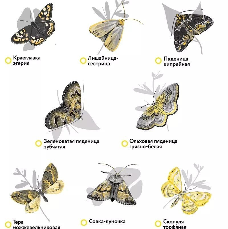 8 редких видов бабочек